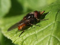 Rhingia campestris 4, Gewone snuitvlieg, Saxifraga-Rutger Barendse