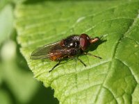 Rhingia campestris 5, Gewone snuitvlieg, Saxifraga-Rutger Barendse