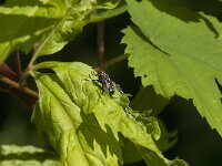 Sarcophaga sp 10, Dambordvlieg, Saxifraga-Jan van der Straaten