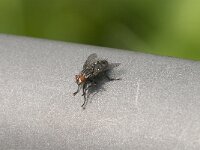 Sarcophaga sp 7, Dambordvlieg, Saxifraga-Jan van der Straaten