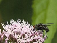Sarcophaga sp 8, Dambordvlieg, Saxifraga-Jan van der Straaten