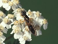 Sargus bipunctatus 1, Herfstmetaalwapenvlieg, Saxifraga-Frits Bink