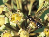 Sargus bipunctatus 2, Herfstmetaalwapenvlieg, Saxifraga-Frits Bink