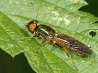 Sargus bipunctatus 3, Herfstmetaalwapenvlieg, Saxifraga-Ab H Baas