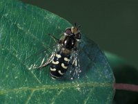 Scaeva pyrastri 1, Witte halvemaanzweefvlieg, female, Saxifraga-Frits Bink