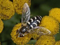 Scaeva pyrastri #03546 : Scaeva pyrastri, Witte halvemaanzwever