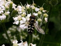 Scaeva pyrastri 5, Witte halvemaanzweefvlieg, Saxifraga-Peter Meininger