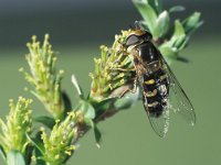 Scaeva selenitica 1, Gele halvemaanzweefvlieg, female, Saxifraga-Frits Bink