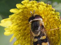 Scaeva selenitica 2, Gele halvemaanzweefvlieg, Saxifraga-Rutger Barendse