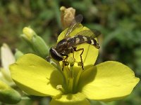 Scaeva selenitica 3, Gele halvemaanzweefvlieg, Saxifraga-Frank Dorsman  Scaeva selenitica, Witte halvemaanzweefvliegBredevoort 100811