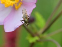 Scathophaga stercoraria 12, Strontvlieg, Saxifraga-Tom Heijnen