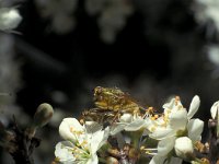 Scathophaga stercoraria 3, Strontvlieg, Saxifraga-Frits Bink