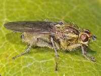 Scathophaga stercoraria 01 #46763 : Scathophaga stercoraria, Strontvlieg, Yellow Dung Fly, Female