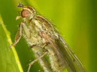 Scathophaga stercoraria 6, Strontvlieg, Saxifraga-Frits Bink