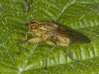 Scathophaga #02338 : Scathophaga, Dung fly, Strontvlieg