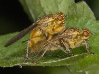 Scathophaga #05090 : Scathophaga, Dung fly, Strontvlieg, copula