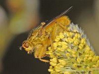 Scathophaga #06238 : Scathophaga, Dung fly, Strontvlieg