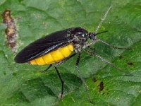 Sciaridae sp 3, Saxifraga-Ab H Baas