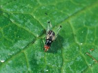 Seioptera vibrans 1, Saxifraga-Frits Bink