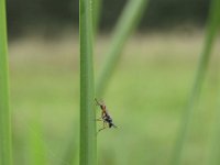 Sepedon sphegea 1, Saxifraga-Rob Felix : Animalia, Arthropoda, Diptera, Insecta, Project Natuurbalans, animal, arthropod, dier, dieren, fly, geleedpotige, geleedpotigen, insect, insecten, mug, tweevleugeligen, vlieg