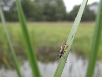 Sepedon sphegea 2, Saxifraga-Rob Felix : Animalia, Arthropoda, Diptera, Insecta, Project Natuurbalans, animal, arthropod, dier, dieren, fly, geleedpotige, geleedpotigen, insect, insecten, mug, tweevleugeligen, vlieg