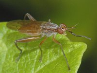 Sepedon spinipes #09719 : Sepedon spinipes, Slakkendoder