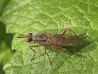 Sepedon spinipes N1454 : Sepedon spinipes, Slakkendoder