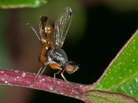 Sepsis punctum 7, Saxifraga-Ab H Baas