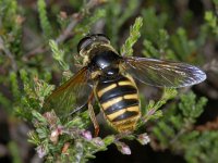 Sericomyia silentis