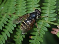 Sericomyia silentis 11, Gele veenzweefvlieg, Saxifraga-Rutger Barendse