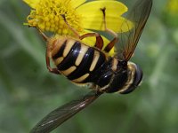 Sericomyia silentis 12, Gele veenzweefvlieg, Saxifraga-Rutger Barendse