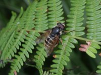 Sericomyia silentis 13, Gele veenzweefvlieg, Saxifraga-Rutger Barendse