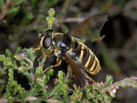 Sericomyia silentis 01 #04092 : Sericomyia silentis, Gele Veenzweefvlieg, female