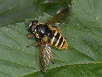 Sericomyia silentis #12549 : Sericomyia silentis, Gele Veenzweefvlieg, male