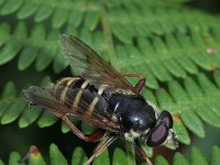 Sericomyia silentis 5, Gele veenzweefvlieg, Saxifraga-Rutger Barendse