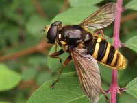 Sericomyia silentis 8, Gele veenzweefvlieg, Saxifraga-Frank Dorsman  Sericomyia silentis, Gele veenzweefvlieg Hillegom 250811