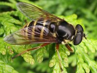 Sericomyia silentis 9, Gele veenzweefvlieg, Saxifraga-Frank Dorsman  Sericomyia silentis, Gele veenzweefv​liegBredevoort 030911