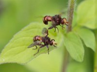 Sicus ferrugineus 1, Roestbruine kromlijf, Saxifraga-Mark Zekhuis