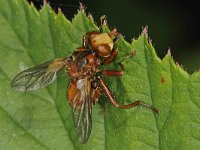 Sicus ferrugineus 01 #44680 : Sicus ferrugineus