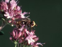 Sicus ferrugineus 3, Roestbruine kromlijf, Saxifraga-Frits Bink