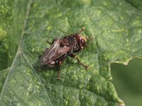 Sicus ferrugineus 4, Roestbruine kromlijf, Saxifraga-Peter Meininger