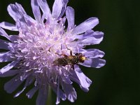 Sicus ferrugineus 6, Roestbruine kromlijf, Saxifraga-Jan van der Straaten