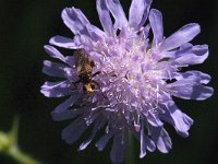 Sicus ferrugineus 7, Roestbruine kromlijf, Saxifraga-Jan van der Straaten