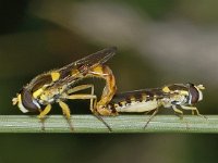 Sphaerophoria scripta #02928 : Sphaerophoria scripta, Groot Langlijfje, copula