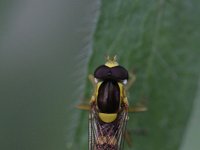 Sphaerophoria scripta 13, Grote langlijf, Saxifraga-Rutger Barendse