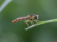 Sphaerophoria scripta 17, Grote langlijf, Saxifraga-Rutger Barendse