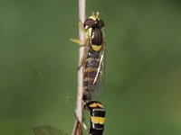 Sphaerophoria scripta 18, Grote langlijf, Saxifraga-Rutger Barendse