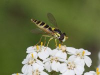 Sphaerophoria scripta 19, Grote langlijf, female, Saxifraga-Peter Meininger