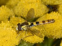 Sphaerophoria scripta 01 #03553 : Sphaerophoria scripta, Groot Langlijfje, male