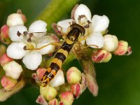 Sphaerophoria scripta 20, Grote langlijf, Saxifraga-Ab H Baas